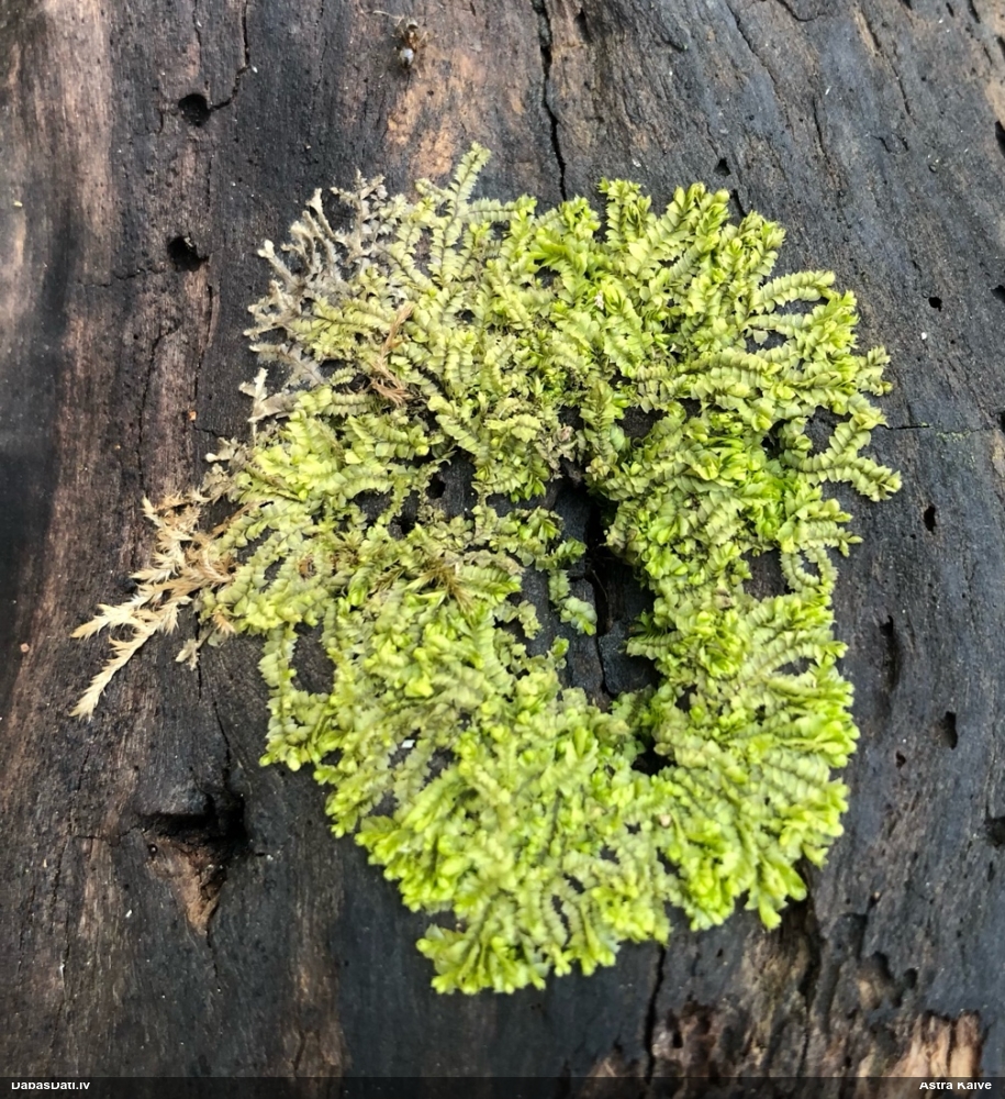 Dažādlapu sekstīte