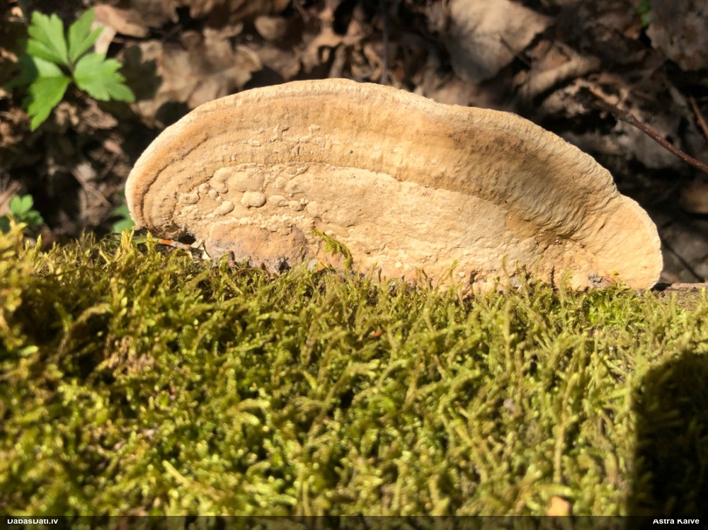 Дубовая губка