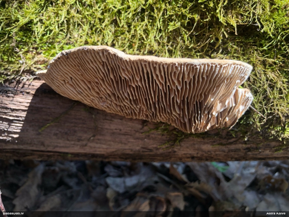 Дубовая губка