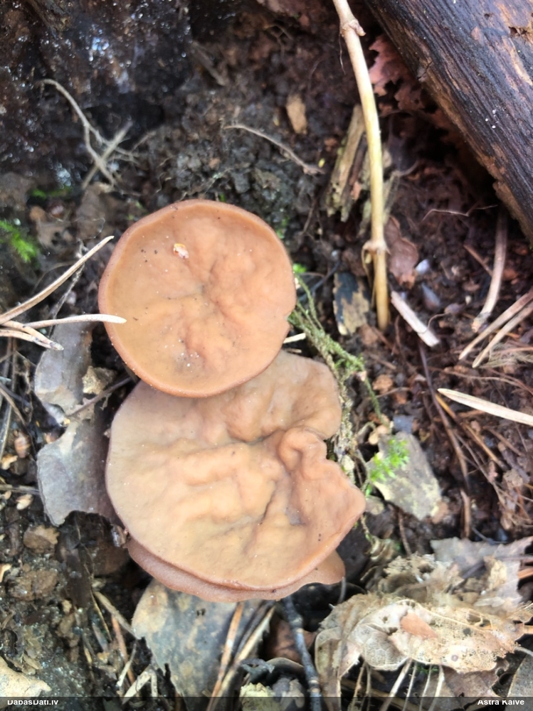 щитовидная дисцина