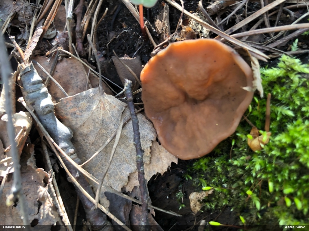 щитовидная дисцина