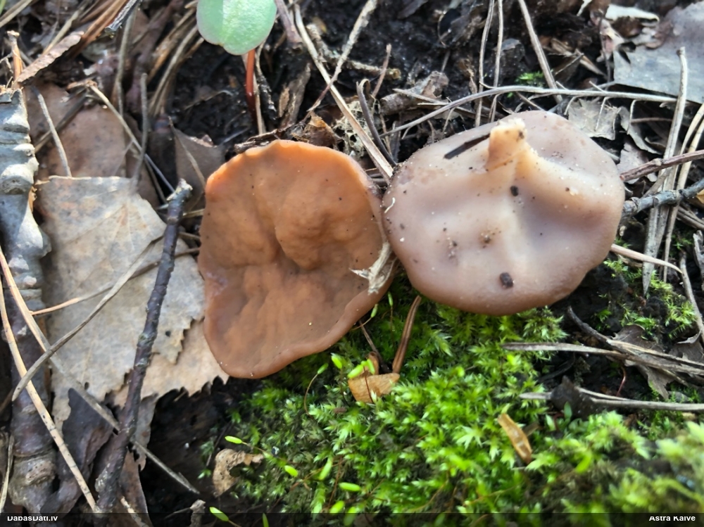 щитовидная дисцина