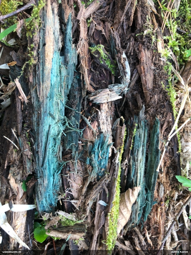 Zilzaļā hlorociborija