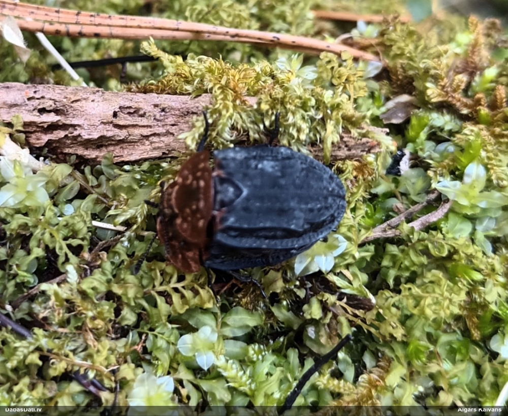 Sarkankrūšu līķvabole