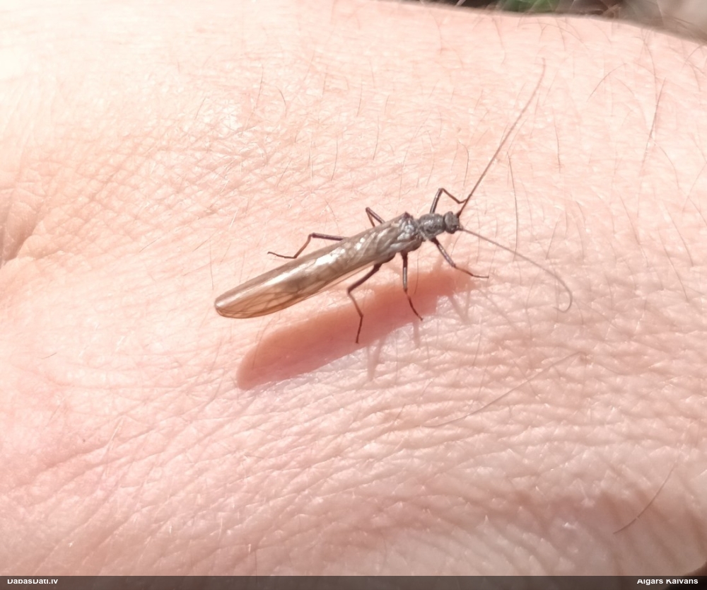 Strautene (nenoteikta)