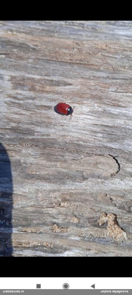 Apšu lielais lapgrauzis