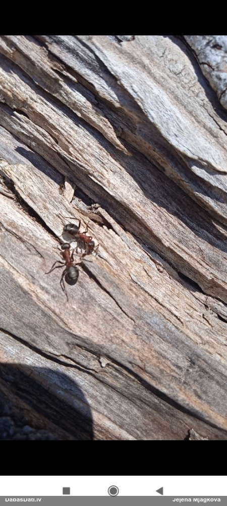 Rūsganā meža skudra