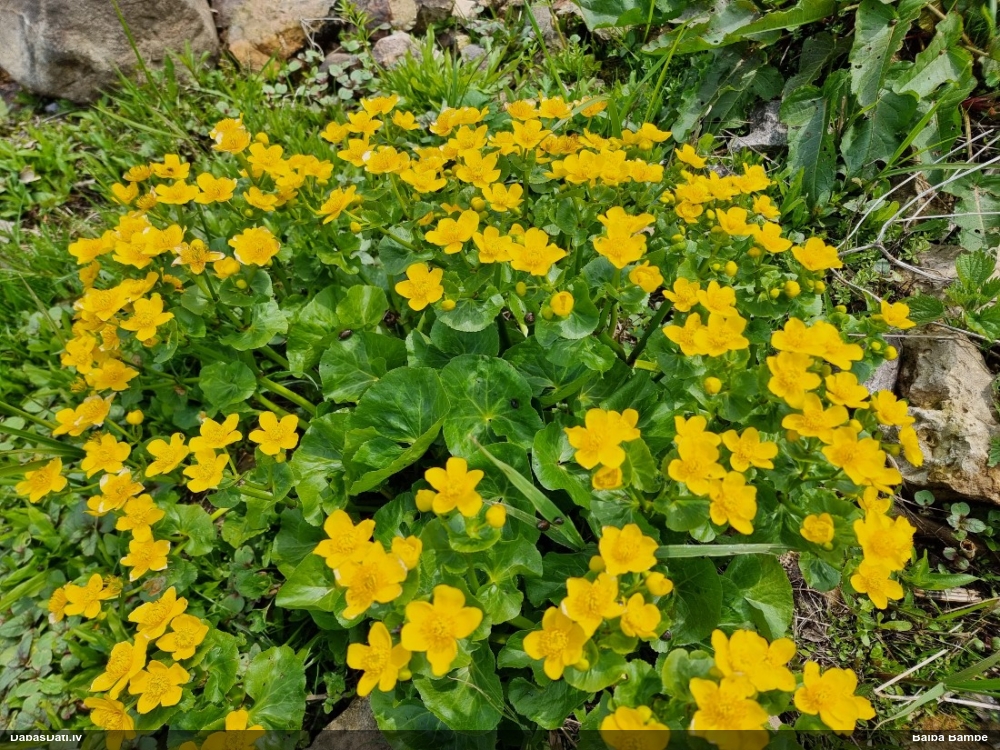 калужница болотная