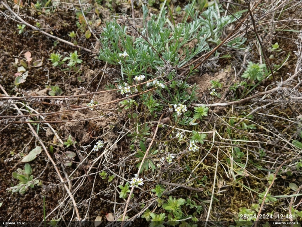 веснянка весенняя