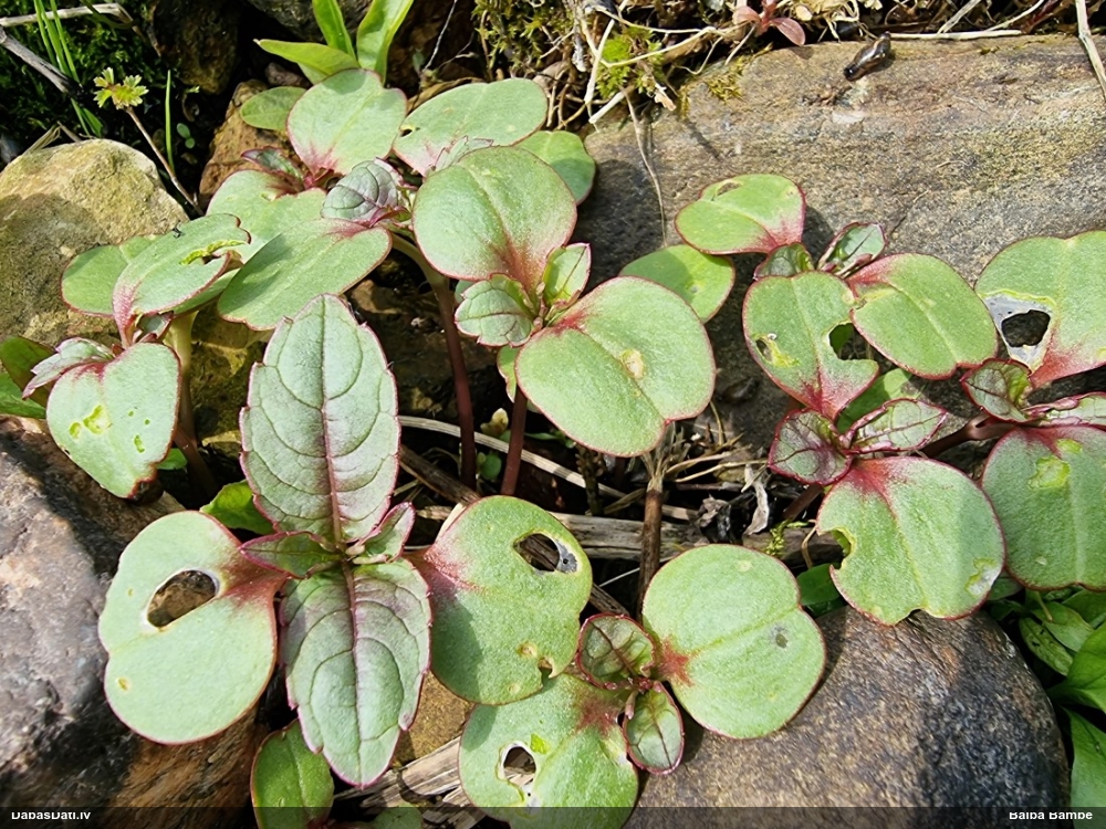 недотрога Ройля