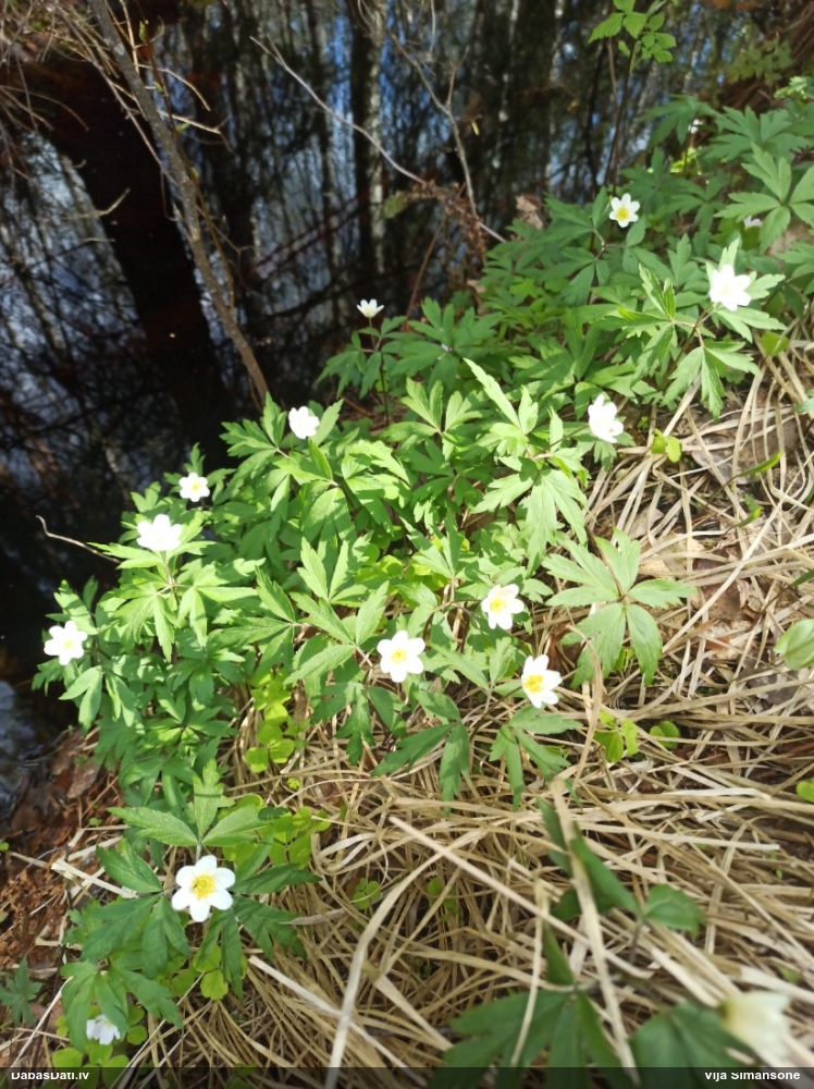 ветреница белая