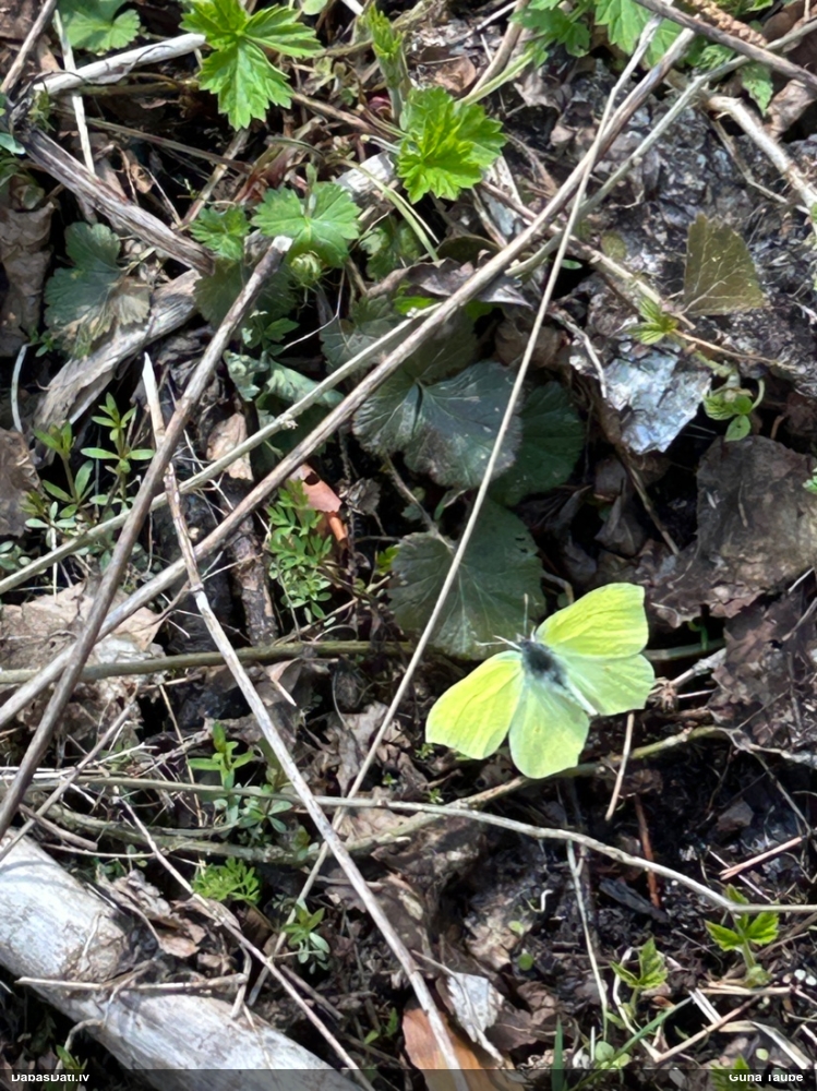 Krūkļu baltenis, citrontauriņš