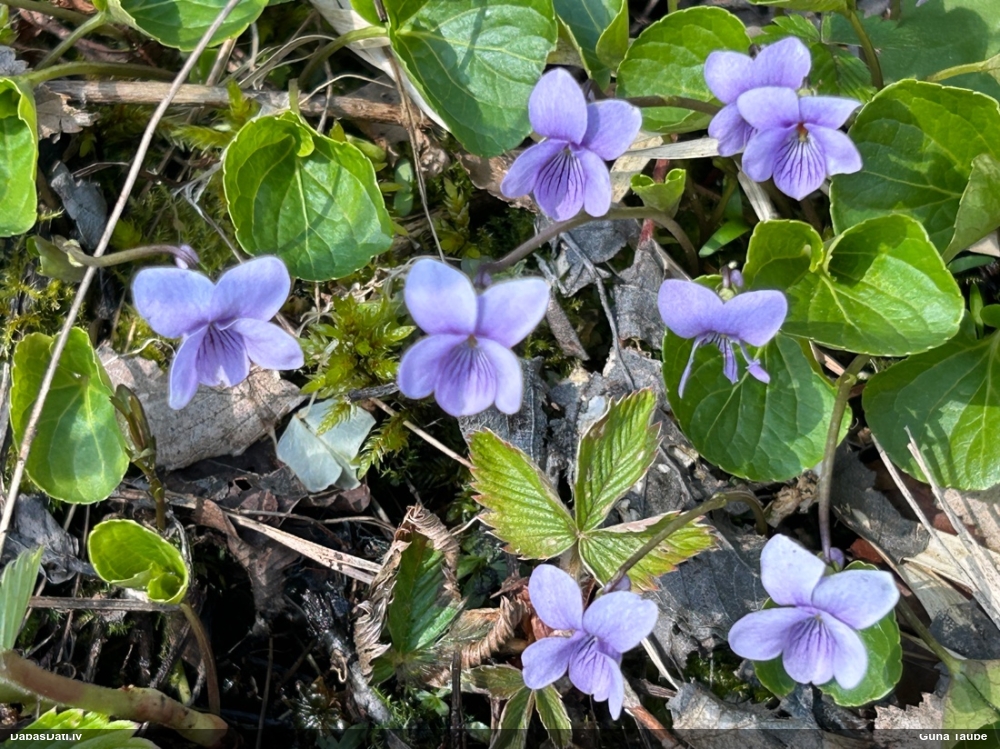 фиалка болотная