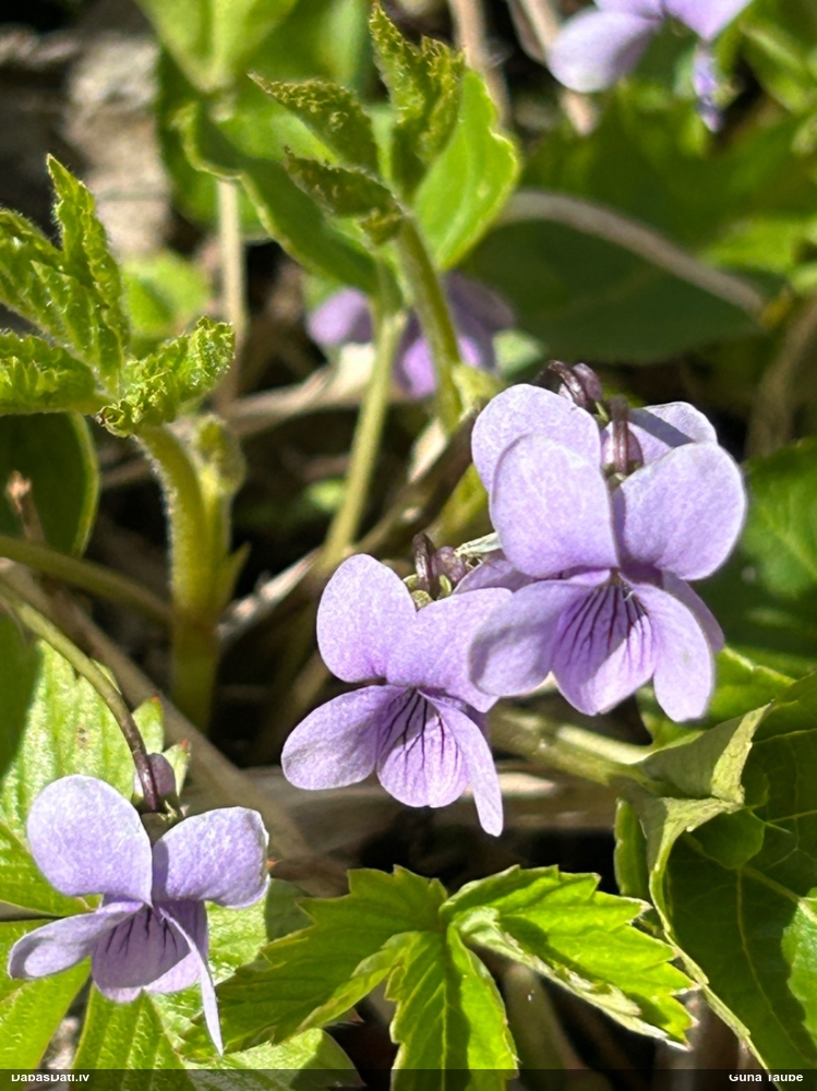 фиалка болотная