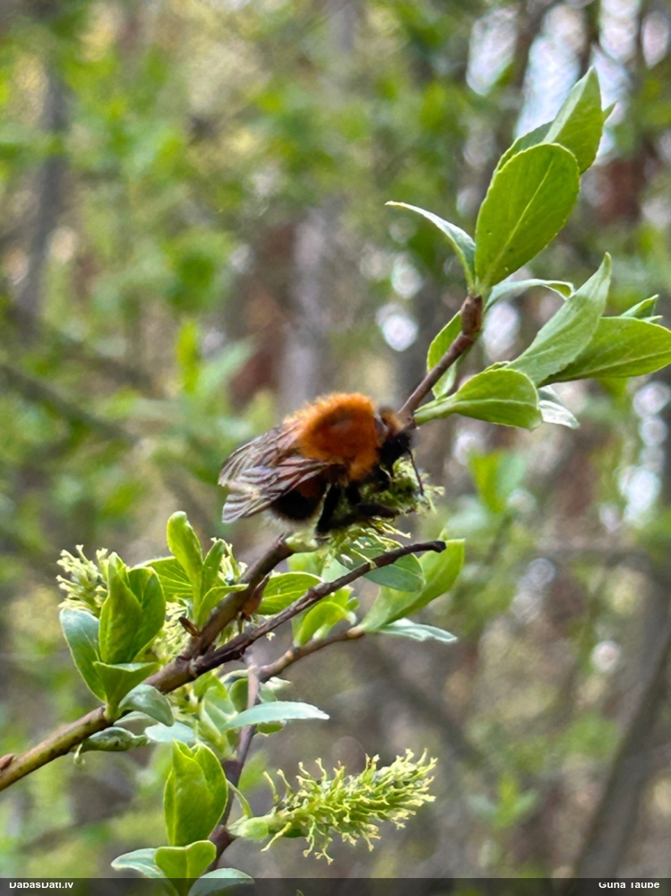 Kamene (nenoteikta)