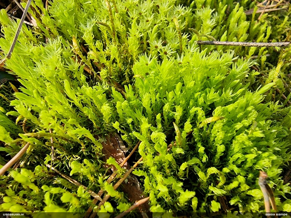 Purva krokvācelīte