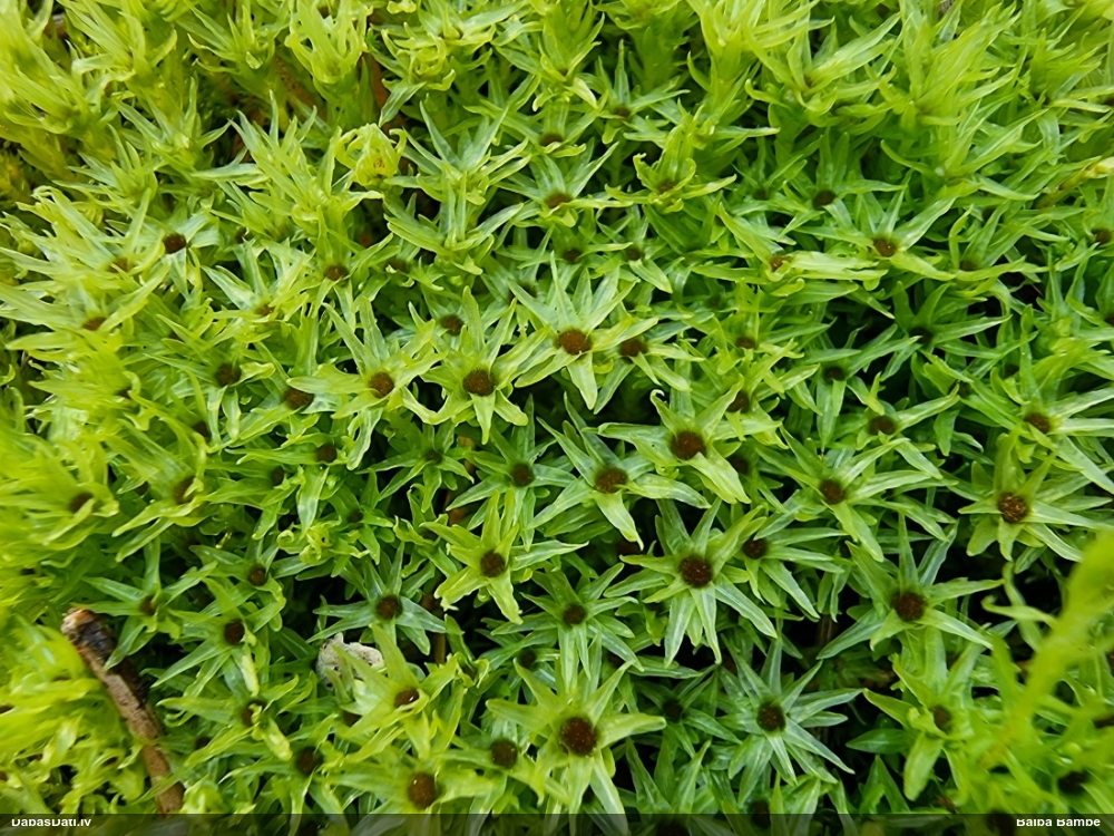 Purva krokvācelīte