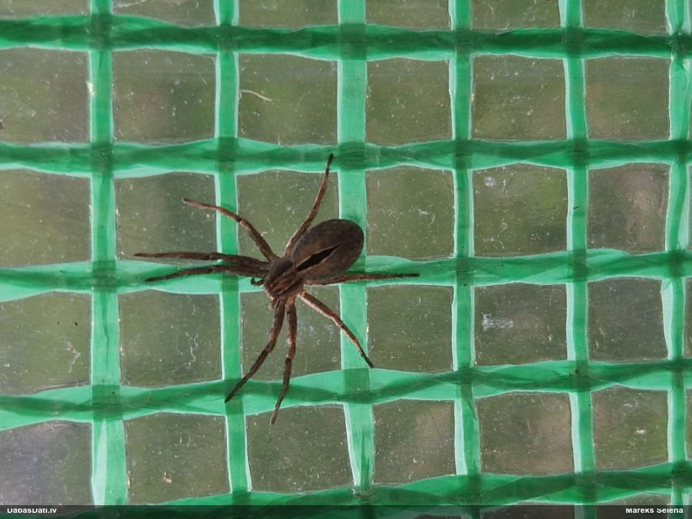 Dižzirneklis Pisaura mirabilis