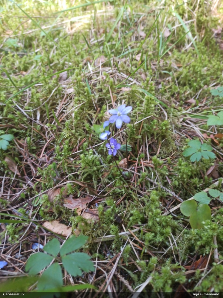 печеночница обыкновенная