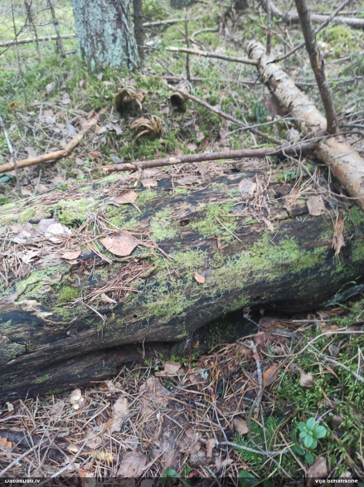 Dažādlapu sekstīte