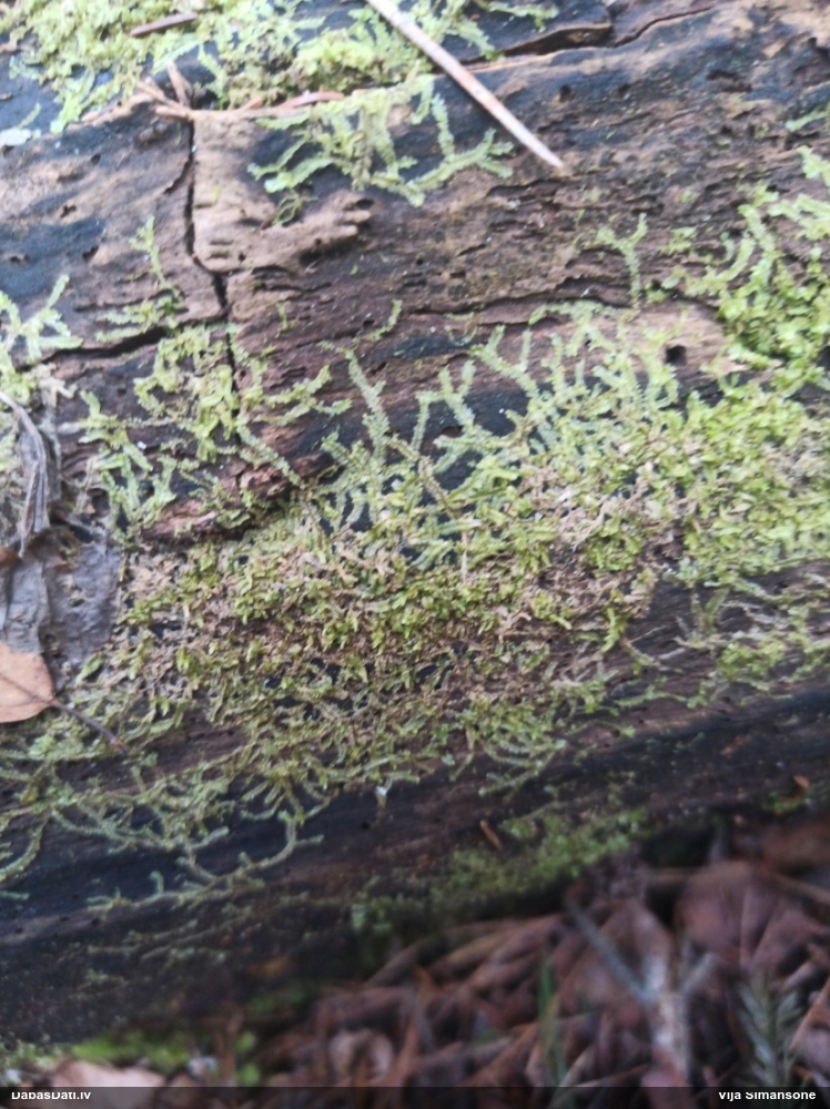 Dažādlapu sekstīte