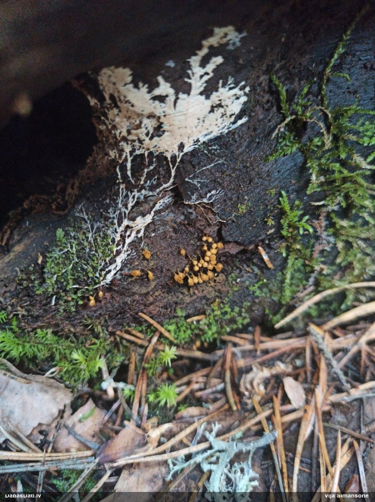 Maldinošā kājpilīte (bij. maldinošā trihija)