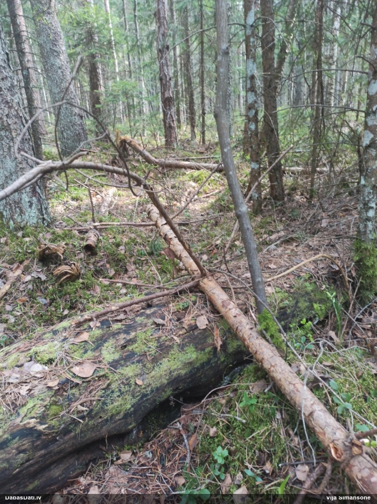 Maldinošā kājpilīte (bij. maldinošā trihija)