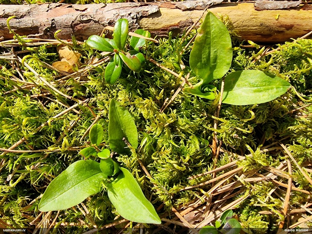 гудайера ползучая