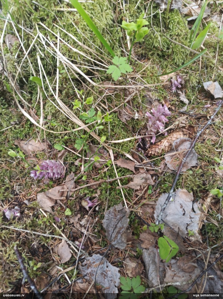 Петров крест чешуйчатый