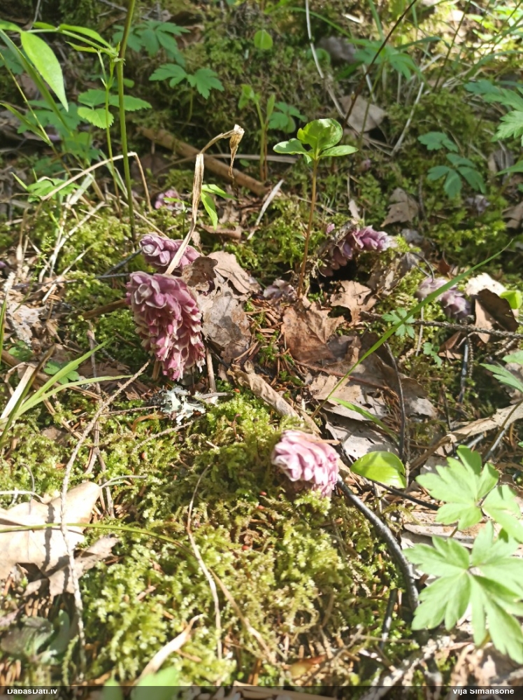 Петров крест чешуйчатый