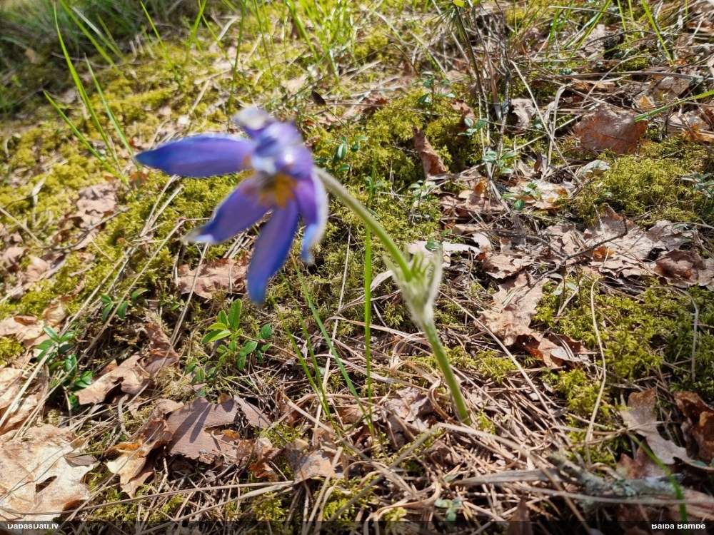 прострел раскрытый