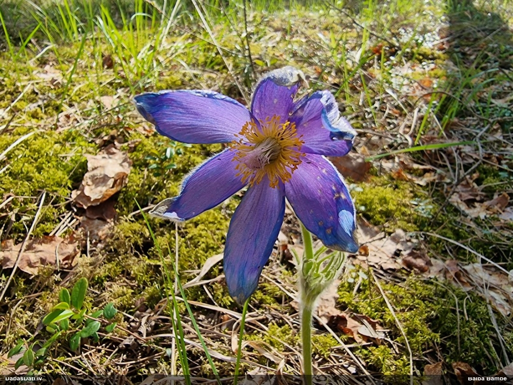 прострел раскрытый