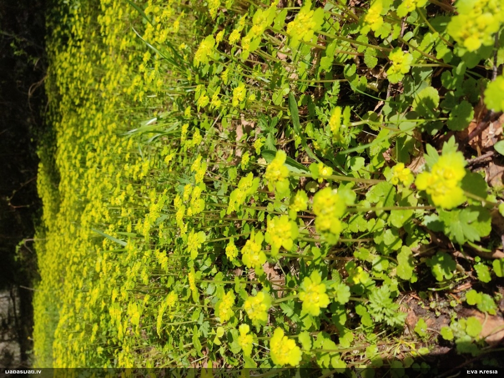 селезеночник обыкновенный