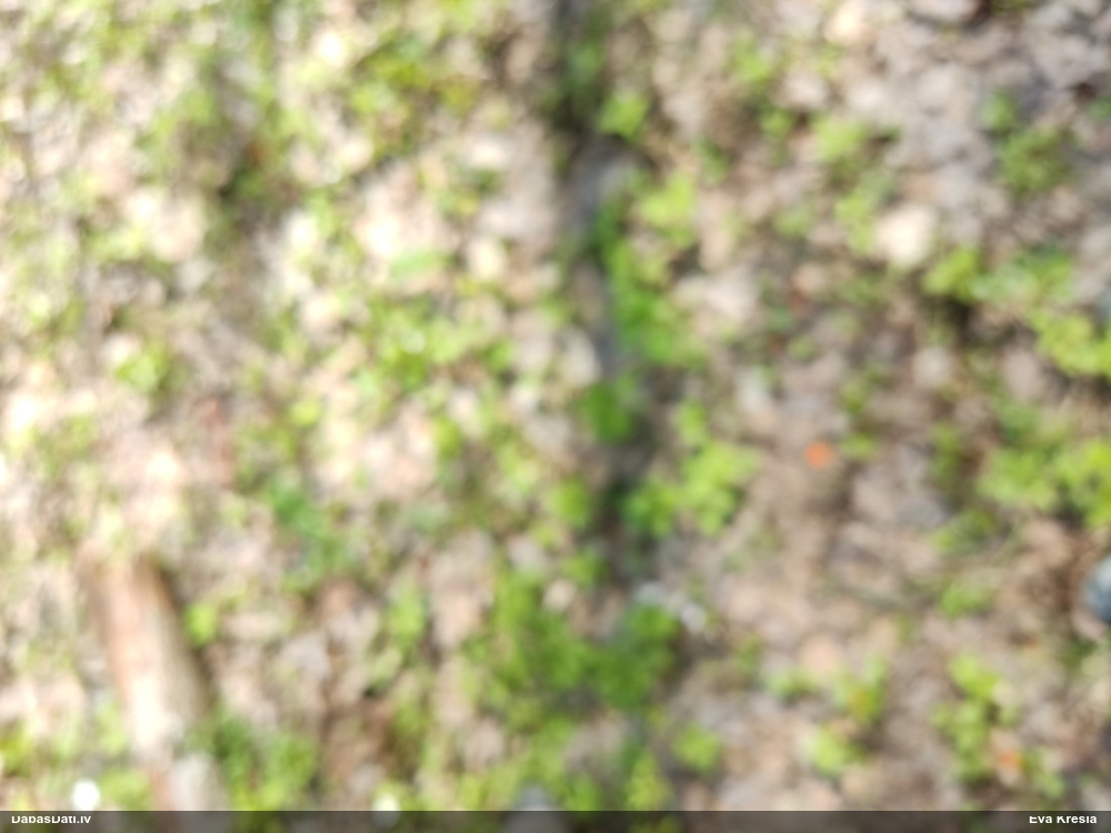 Ķērpis (nenosakāms)