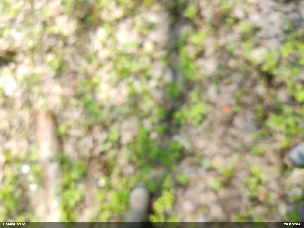 Ķērpis (nenosakāms)