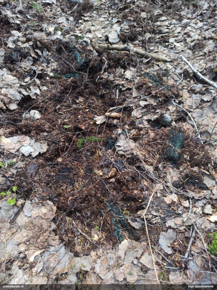 Zilzaļā hlorociborija