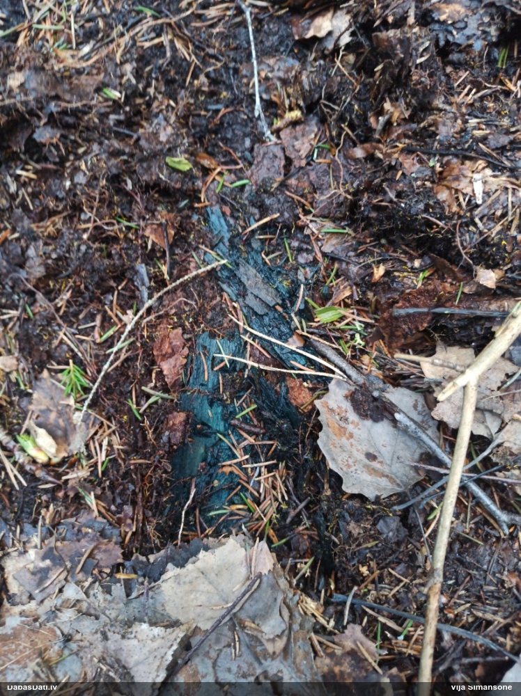 Zilzaļā hlorociborija