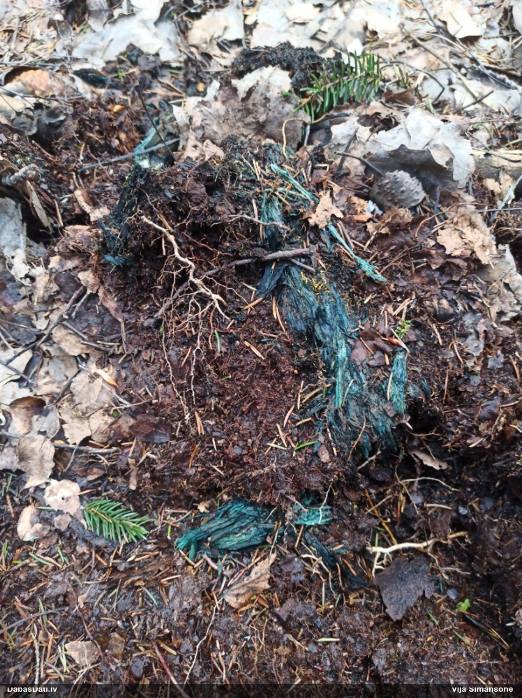 Zilzaļā hlorociborija