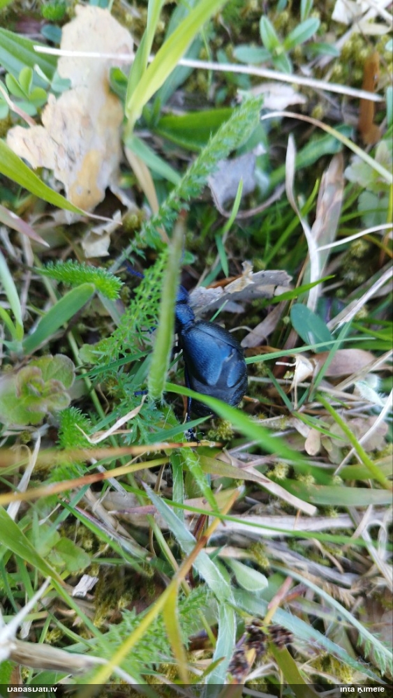 Eļļasvabole Meloe sp.