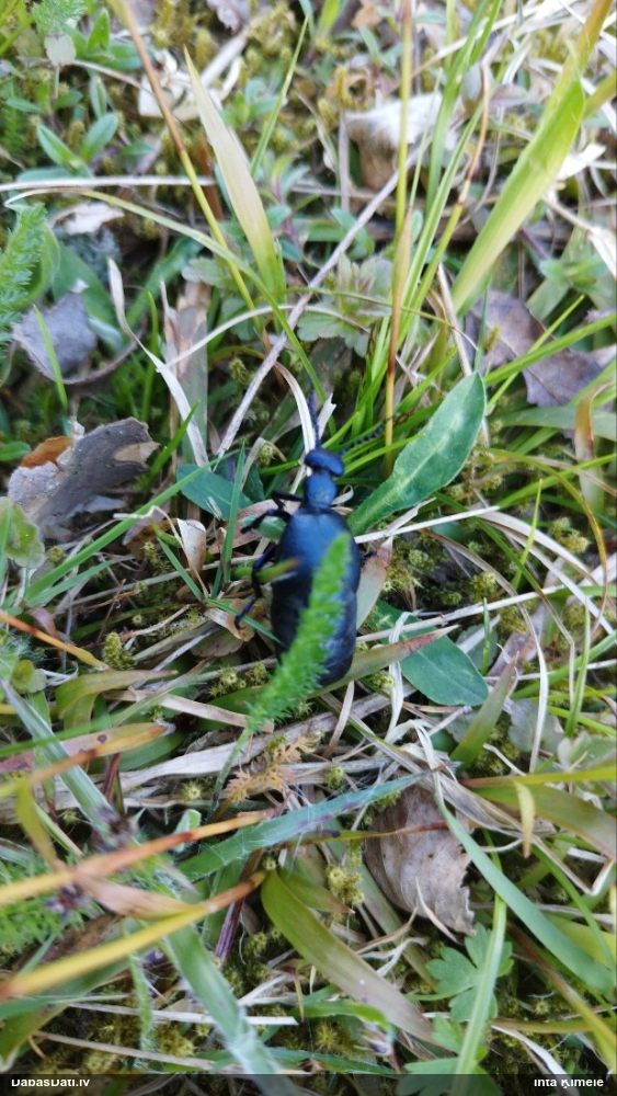 Eļļasvabole Meloe sp.