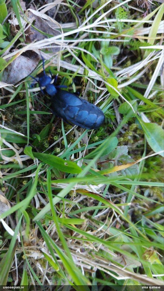 Eļļasvabole Meloe sp.