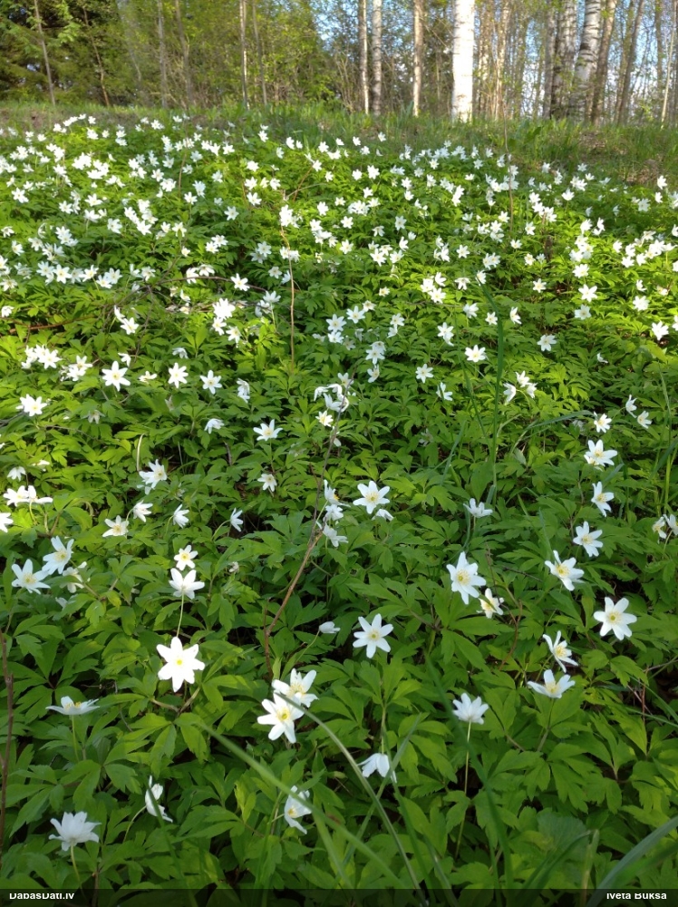 ветреница белая