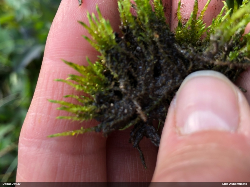 Sēne uz sūnas (nenoteikta)