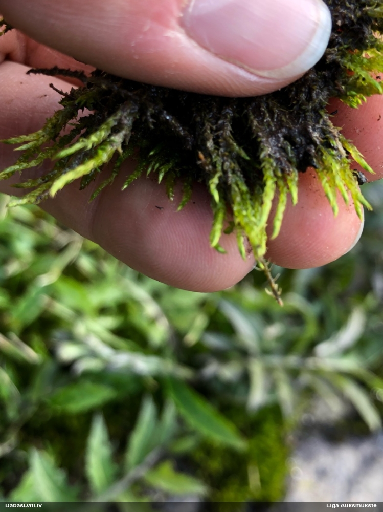 Sēne uz sūnas (nenoteikta)