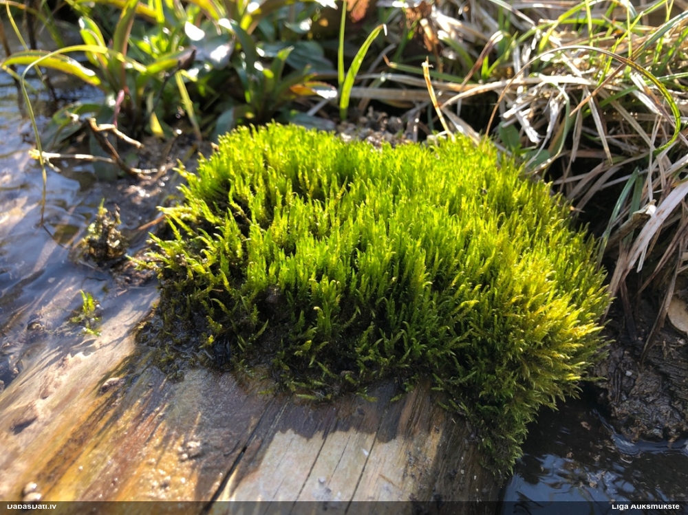 Sēne uz sūnas (nenoteikta)