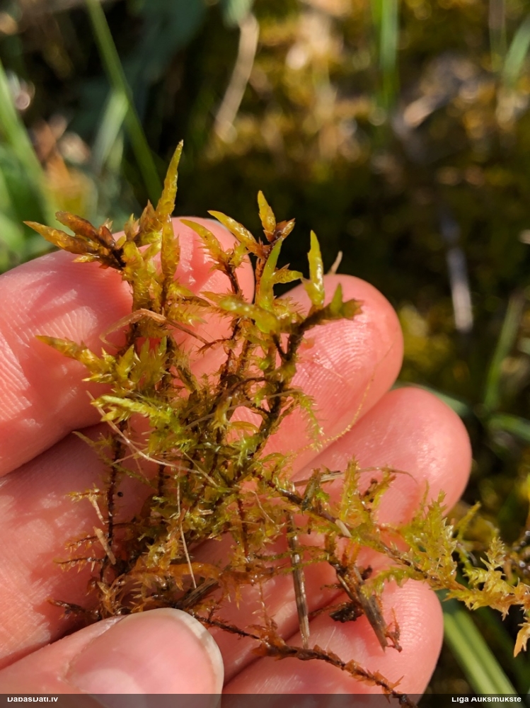 Sēne uz sūnas (nenoteikta)