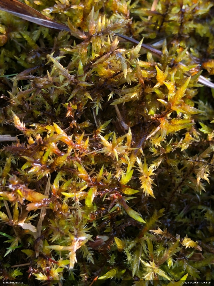 Sēne uz sūnas (nenoteikta)