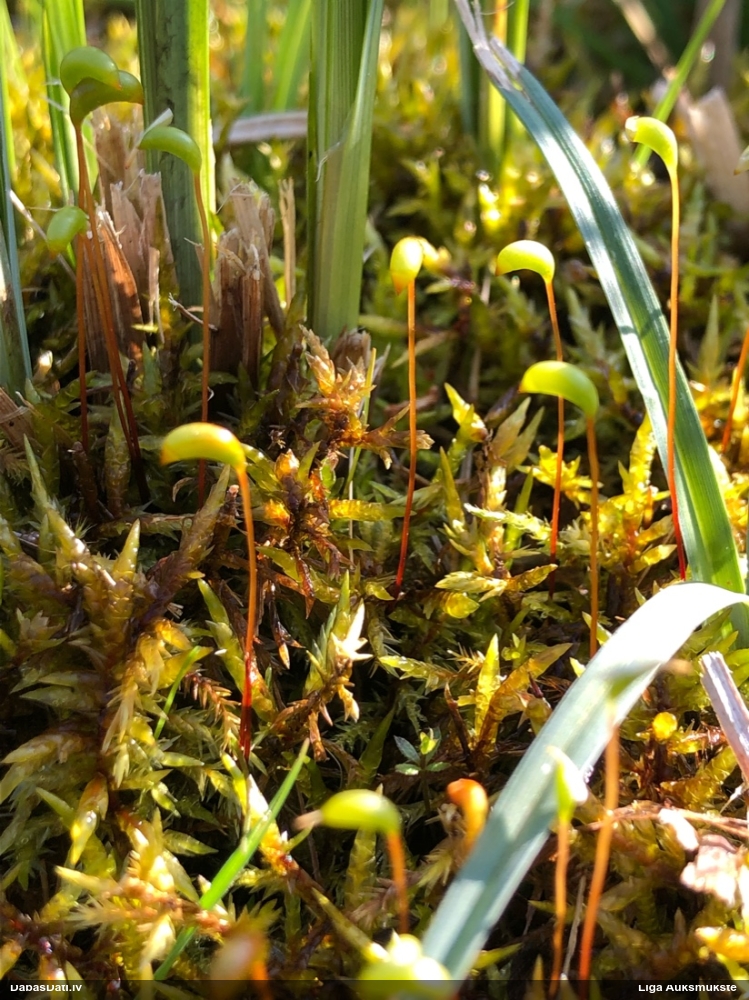 Sēne uz sūnas (nenoteikta)