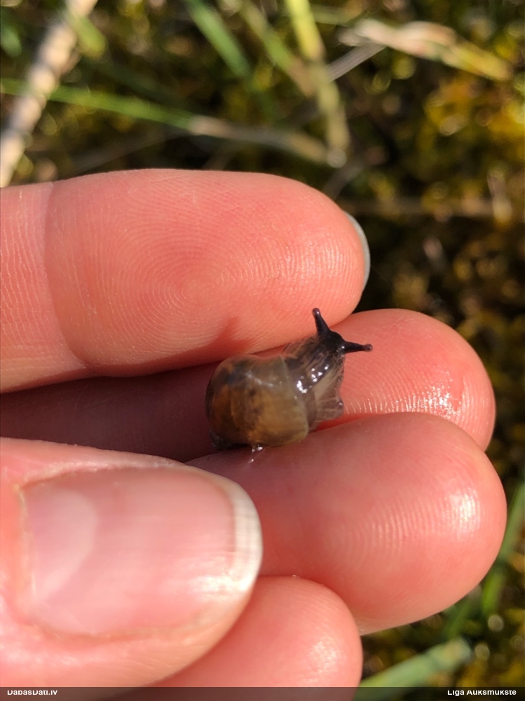 Dzintargliemezis Succinea sp.