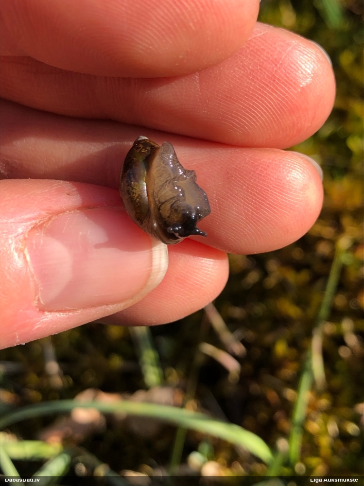 Dzintargliemezis Succinea sp.